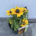 Rudbekia plstnatá (Rudbeckia subtomentosa) ´SmileyZ´, výška 10-20 cm - kont. C1L